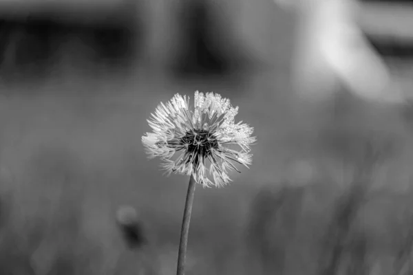 Grayscale Shot Dandelion Flower Soft Blurry Background — Stock Photo, Image