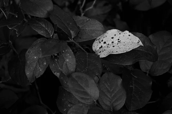 Grayscale Closeup Shot Leaves — Φωτογραφία Αρχείου