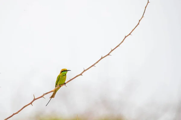 一只热带食蜂鸟栖息在树枝上的低角度镜头 — 图库照片