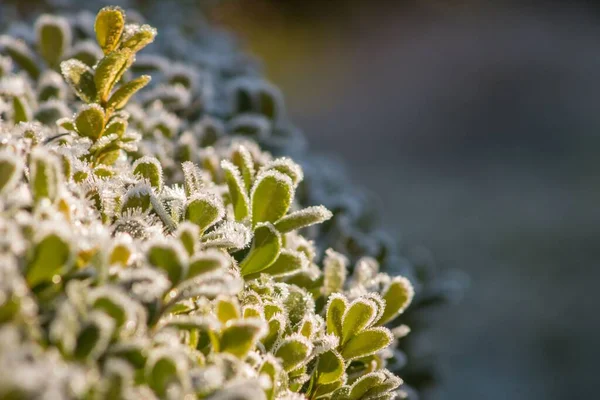 霜に覆われた緑の茂みの詳細のクローズアップショット — ストック写真