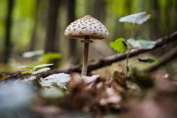 Closeup Shot Parasol Mushroom Lush Forest Some Greenery — Stock Photo, Image