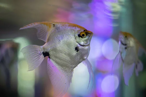 Foto Close Dari Ikan Injel Biasa Akuarium — Stok Foto