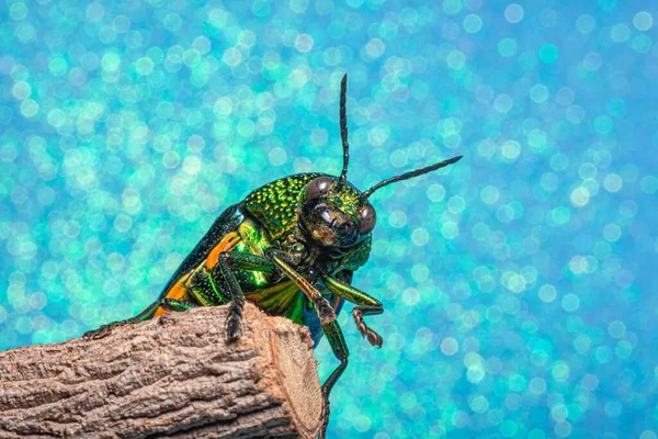 Mücevher Böceğinin Buprestidae Mavi Arka Plandaki Bir Dala Konmuş Makro — Stok fotoğraf