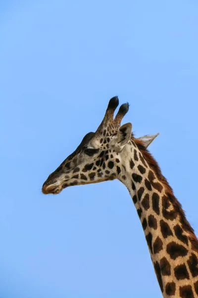 Güneşli Bir Günde Açık Mavi Gökyüzüne Karşı Boynuzlu Bir Zürafanın — Stok fotoğraf