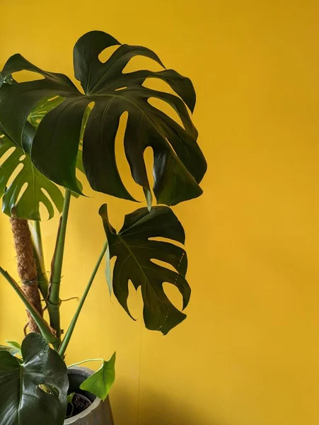 stock image A vertical closeup of Monstera deliciosa, the Swiss cheese plant against a yellow wall.