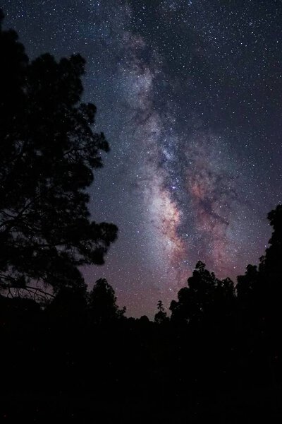 Вертикальный снимок ярко-фиолетового звездно-ночного неба над парком