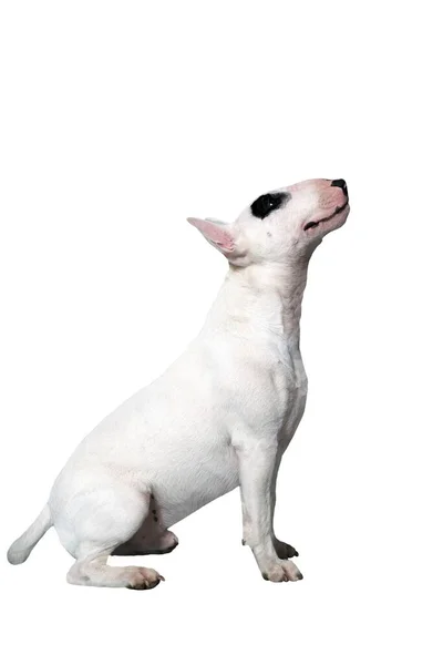 Een Witte Bullterrier Voor Een Witte Studio Achtergrond — Stockfoto