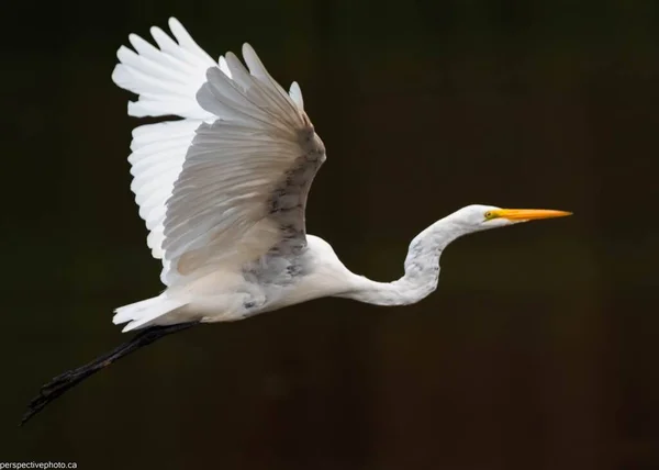 날아다니는 황로의 아름다운 — 스톡 사진
