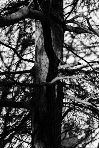 Tiro Escala Cinza Close Galhos Árvore — Fotografia de Stock