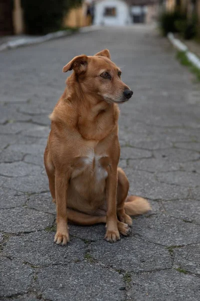 Ένα Κάθετο Πλάνο Ενός Καφέ Σκύλου Που Στέκεται Στην Αυλή — Φωτογραφία Αρχείου
