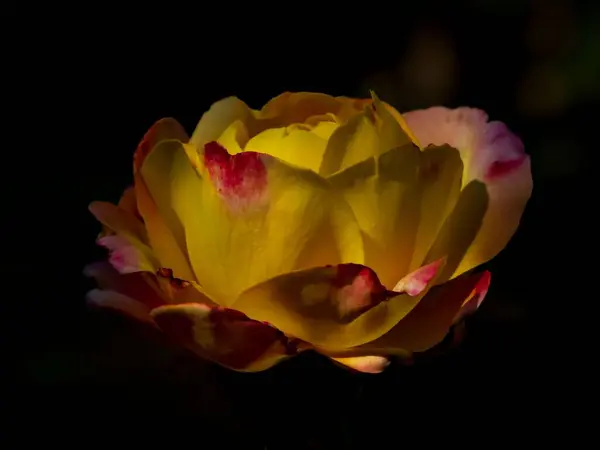 Plano Oscuro Aislado Una Rosa Multicolor Sobre Fondo Negro — Foto de Stock