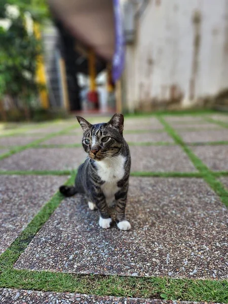 Vertical Shot Cute Fluffy Asian Tabby Cat Street — Stock Photo, Image