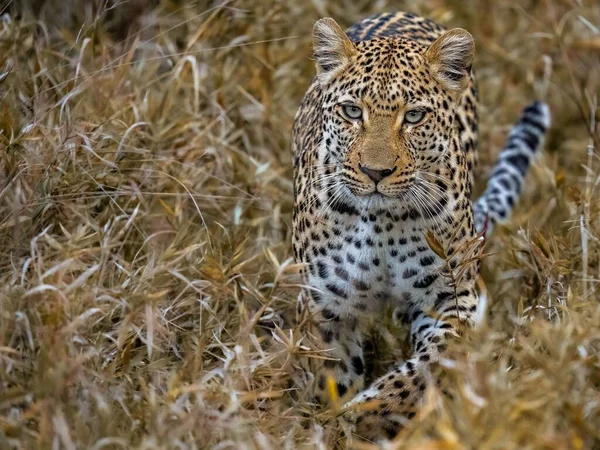 Крупный План Красивого Леопарда Сафари — стоковое фото