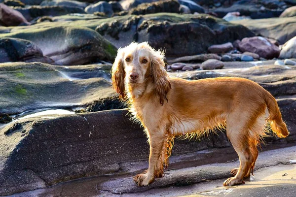 岩石上的英国可卡犬的精选 — 图库照片