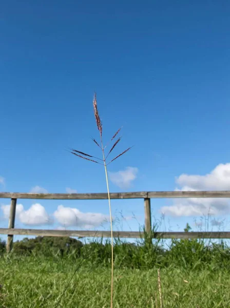オーストラリアのクイーンズランド州のクランダ近くで草の頭とフェンスが成長しています — ストック写真