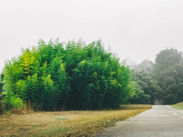 Асфальтовая Дорога Окруженная Деревьями Туманный Осенний День — стоковое фото