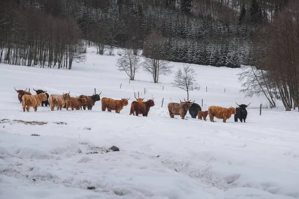 Beautiful Shot Herd Highland Cattle Snow — Stock Photo, Image