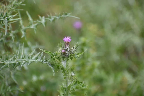 Thistle Growing Field Selective Focus — Stock Photo, Image