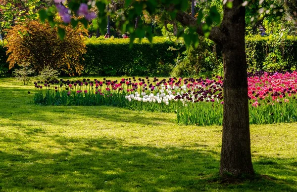 Прекрасний Знімок Різнокольорових Квітів Тюльпанів Дерев Ботанічному Саду Сонячний День — стокове фото