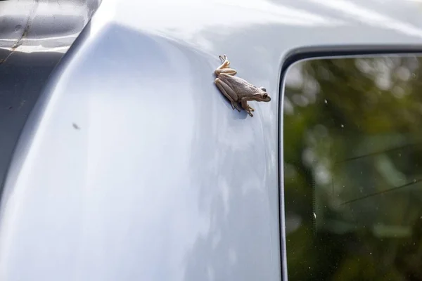 Close Cuban Tree Frog Surface Metallic Colored Car — Stock Photo, Image