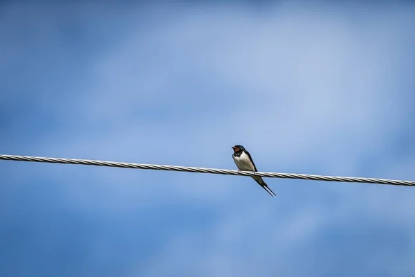 納屋は劇的な青い空に対して電力ケーブル上の鳥を飲み込む — ストック写真