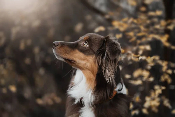 Ein Schöner Flauschiger Australian Shepherd Hund Herbstlichen Wald Bei Drastischem — Stockfoto