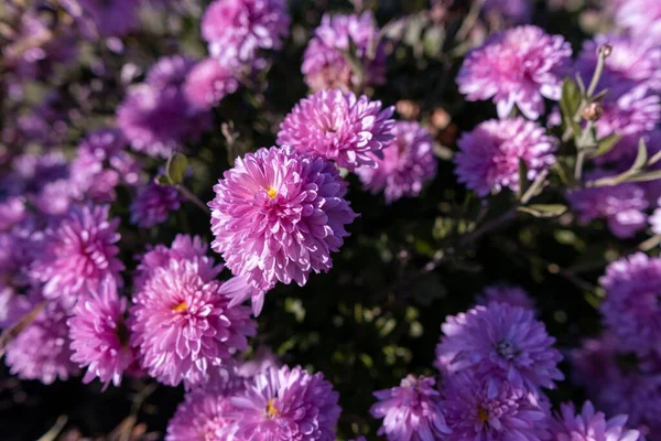 A closeup of purple chrysanthemum flowers on a sunny day in a garden, Pittsburgh, Pennsylvania, United States