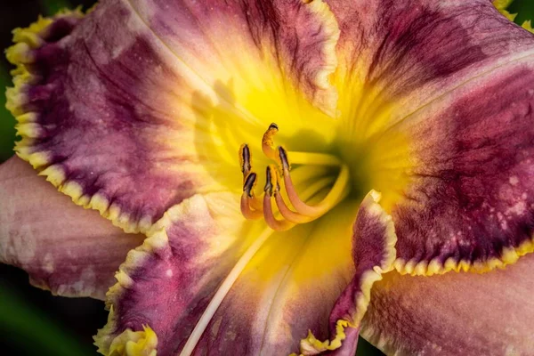 stock image A closeup shot of the pistil of a clubhair mariposa lily flower in a garden