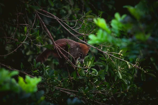 Coati Eating Jungle Tree — Stock Photo, Image