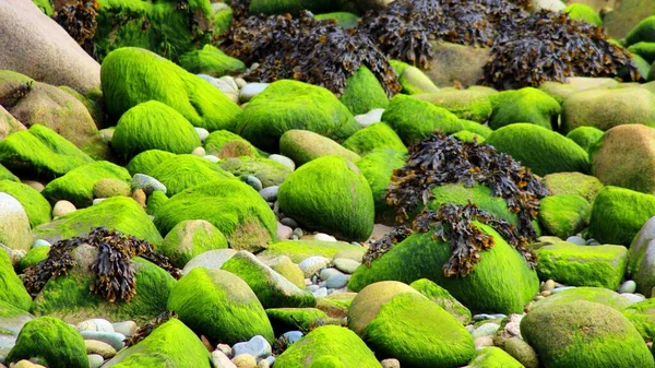 Живописный Вид Небольшие Скалы Покрытые Живыми Зелеными Млекопитающими — стоковое фото