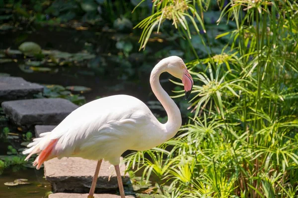 Tiro Seletivo Foco Pássaro Flamingo Superior Perto Uma Lagoa — Fotografia de Stock