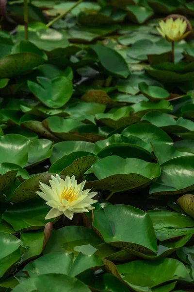 Den Gula Lotusen Blommar Dammen — Stockfoto