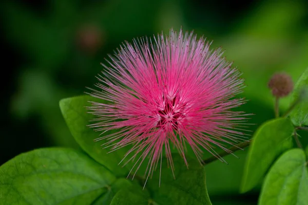 Zbliżenie Ujęcie Różowej Calliandra Hematocephala — Zdjęcie stockowe