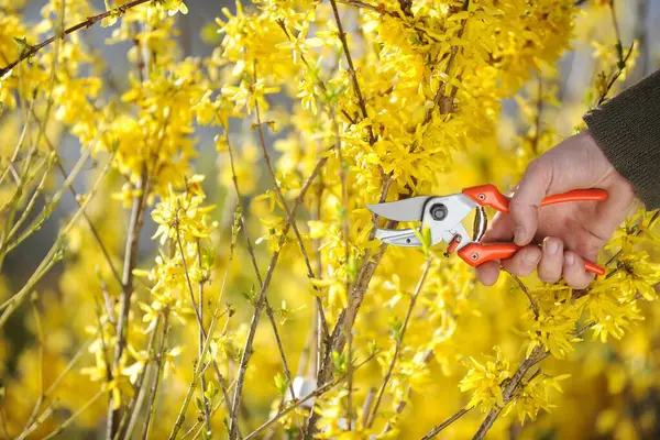 Mano Recortada Mujer Cortando Planta Floración Amarilla Con Alicates Que — Foto de Stock