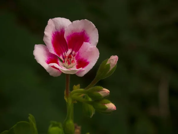 Крупный План Розового Белого Цветка Темно Зеленым Естественным Фоном — стоковое фото