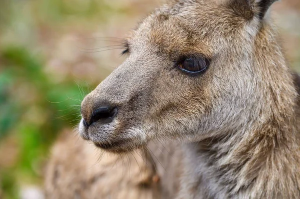 Close Kangaroo Interactive Enclose Wildlife Park — Stock Photo, Image