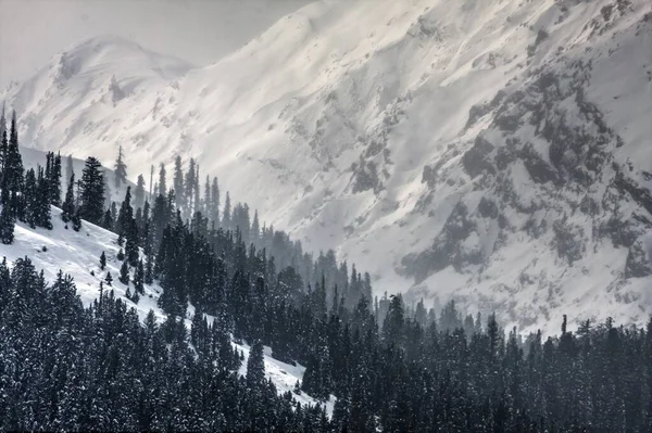 雪に覆われた山の斜面にある森の木 — ストック写真