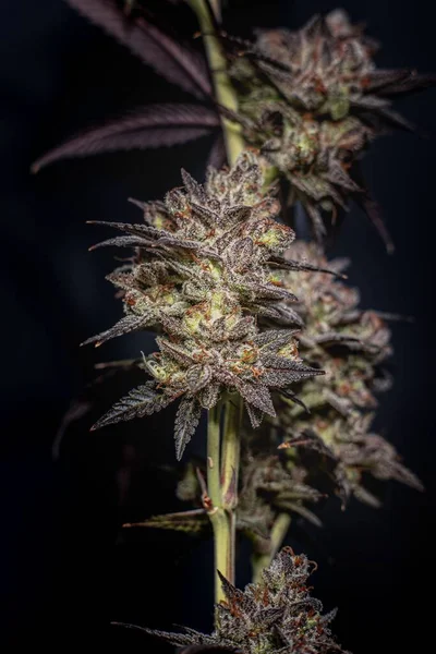一种在黑暗背景下的有花的库什大麻植物的垂直照片 — 图库照片
