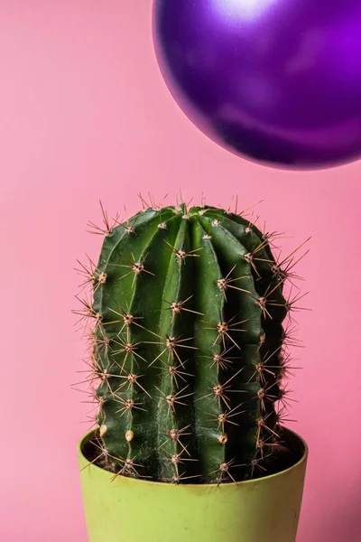 Plan Vertical Ballon Dessus Cactus — Photo