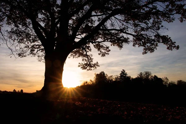 Una Puesta Sol Brillante Detrás Silueta Bosque —  Fotos de Stock