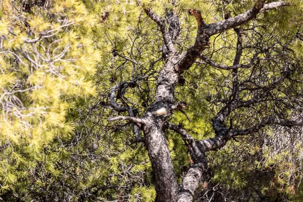 Ett Träd Med Grönskande Gröna Lövverk Solig Dag — Stockfoto