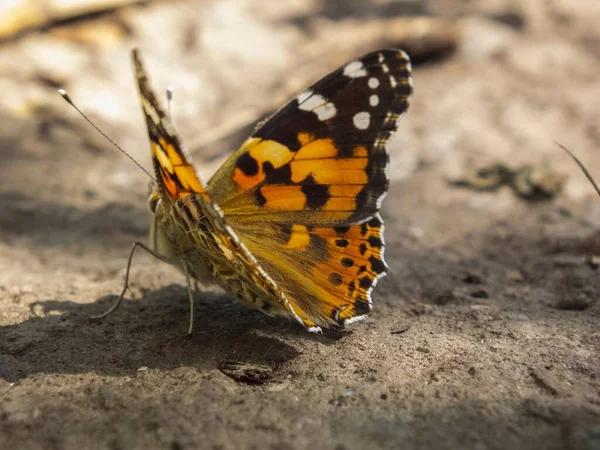 庭の地面に立って 晴れた日に そのオレンジ色の翼を持つ塗装女性の蝶のマクロショットが広がりました — ストック写真