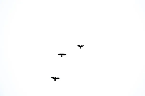 Die Silhouetten Von Spatzenvögeln Flug Vor Weißem Hintergrund — Stockfoto