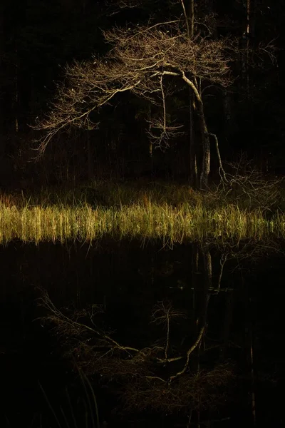 緑豊かな森の中の汚れた小川の垂直ショット — ストック写真