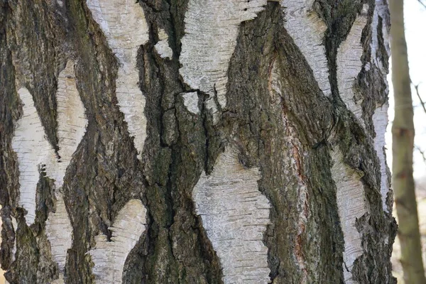 森の中の木の古い茶色の樹皮のクローズアップショット — ストック写真