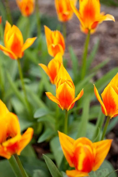 Вертикальний Знімок Помаранчевих Тюльпанів Відкривають Пелюстки Саду — стокове фото