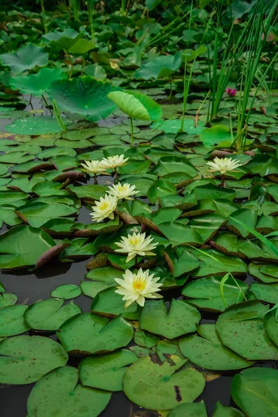 Gölette Sarı Nilüfer Çiçekleri — Stok fotoğraf