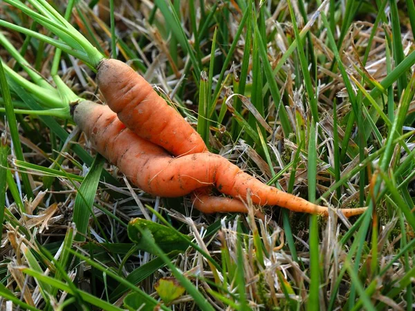 Крупный План Двух Переплетенных Моркови Которые Выглядят Люди Целующиеся — стоковое фото