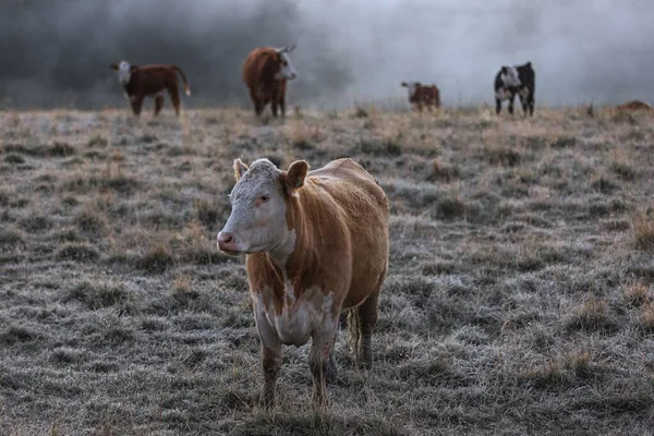 A herd of cattle on a field in the countryside during a foggy day