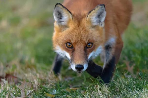 森林里一只红狐的选择性镜头 — 图库照片